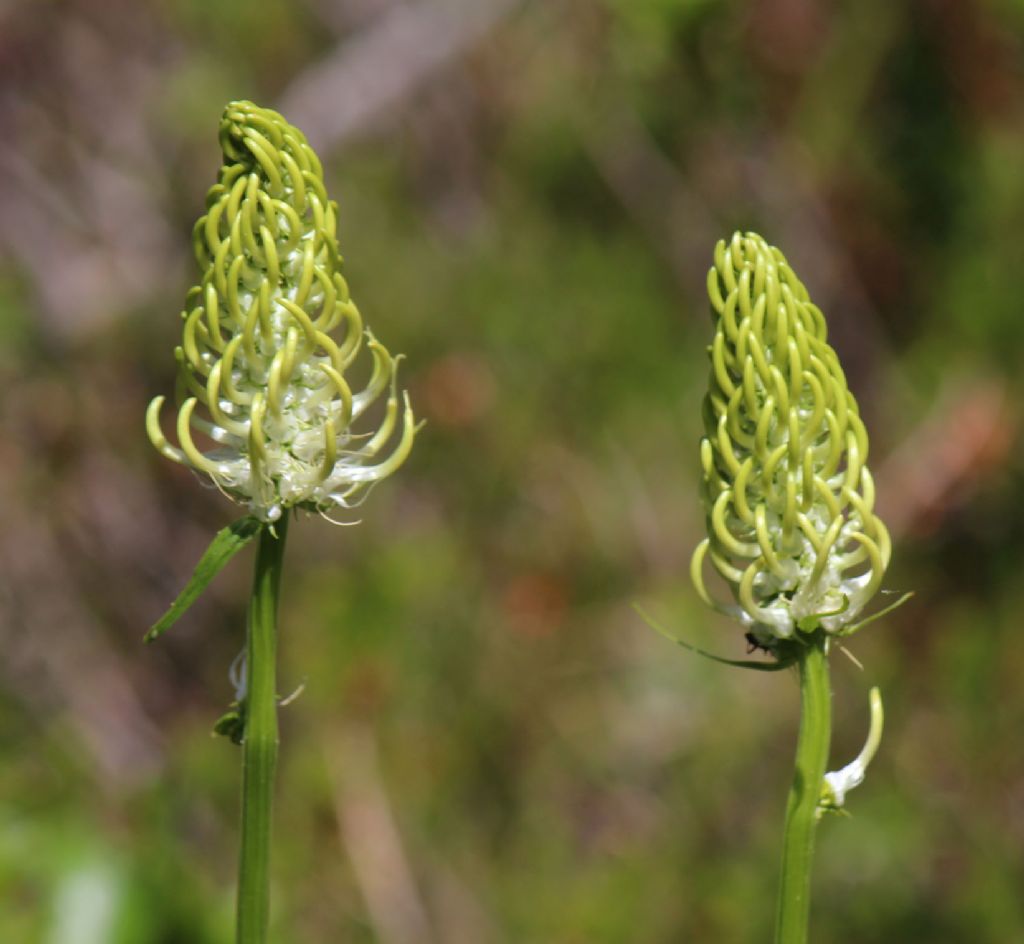 Phyteuma spicatum subsp. spicatum  / Raponzolo giallo